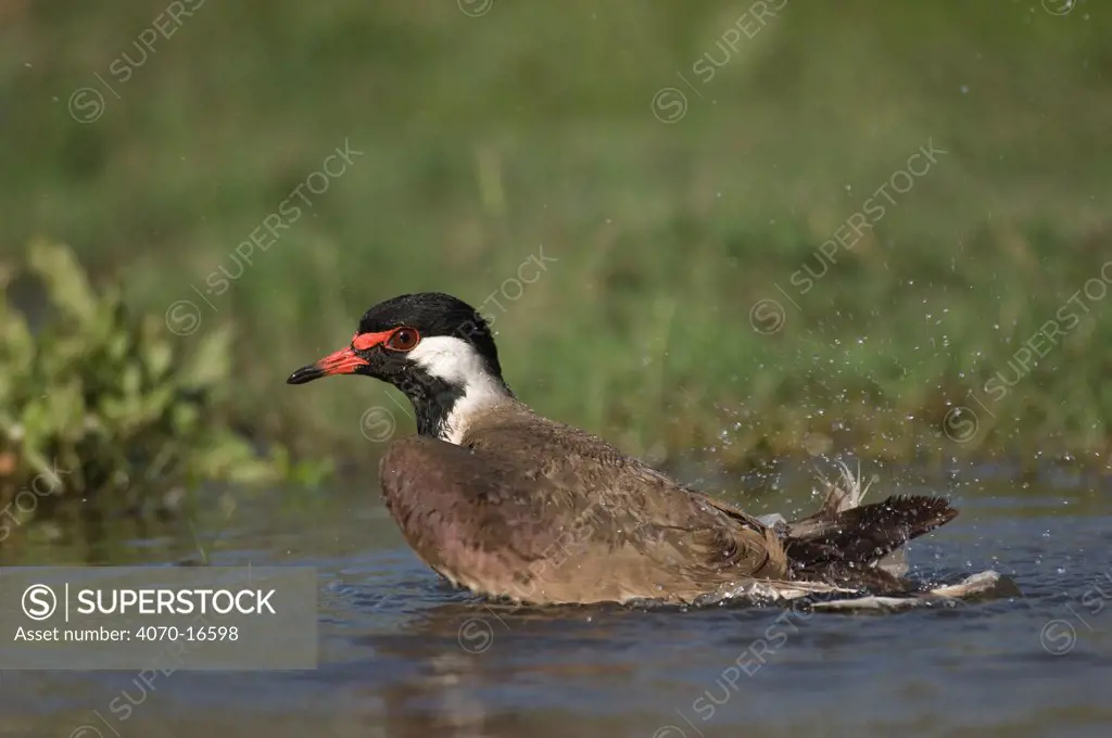 Red wattled lapwing Vanellus duvaucelii / indicus} bathing in water, India