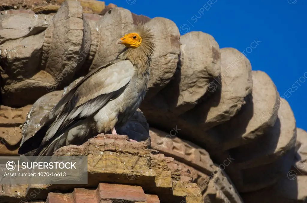 Egyptian vulture Neophron percnopterus} perching on building, Bijolia, Rajastahn, India
