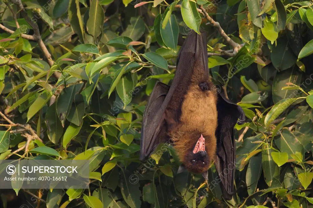 Indian flying fox Pteropus giganticus} hanging from branch and calling, Bund Baretha, Rajasthan, India