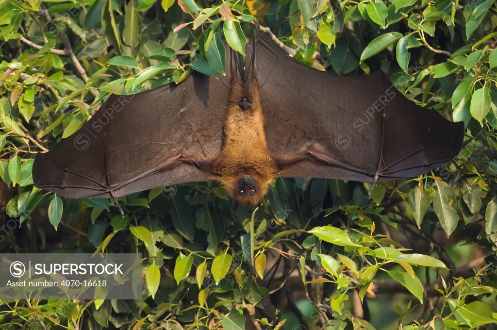 Indian flying fox Pteropus giganticus} hanging in tree with wings spread, Bund Baretha, Rajasthan, India