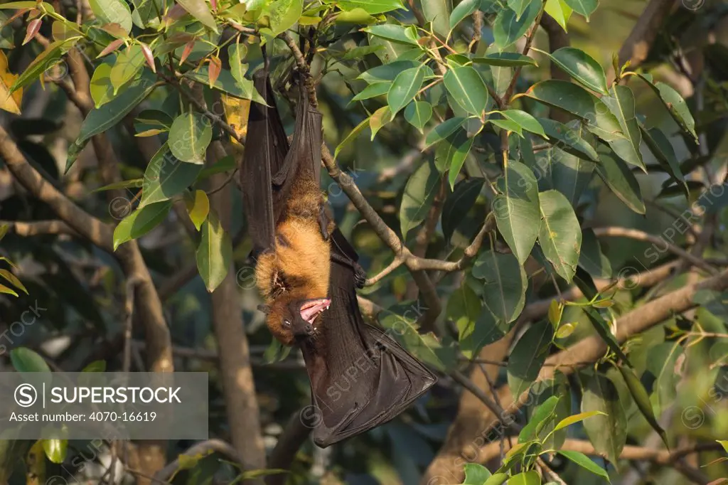 Indian flying fox Pteropus giganticus} hanging in tree with mouth open, Bund Baretha, Rajasthan, India