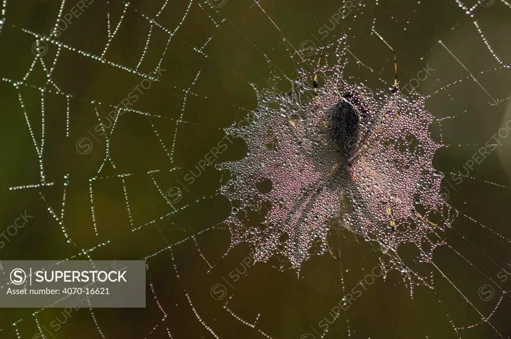 Shadow of Orb web spider Argiope bruennichi} on dew covered web, Groot Schietveld, Wuustwezel, Belgium