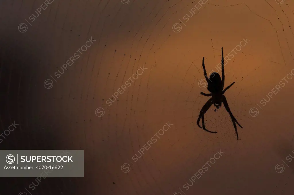 Cross / Garden spider Araneus diadematus} silhouette on web at sunrise, Groot Schietveld, Wuustwezel, Belgium