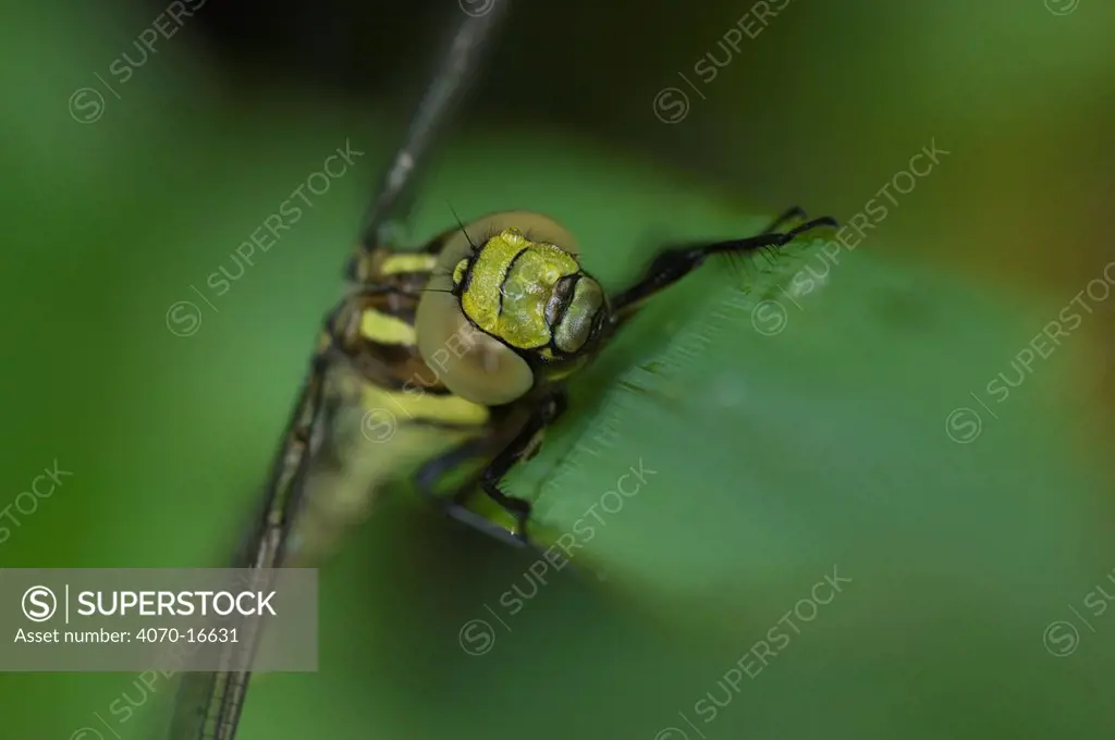 Southern hawker dragonfly Aeshna cyanea} close-up of head, Brasschaat, Belgium