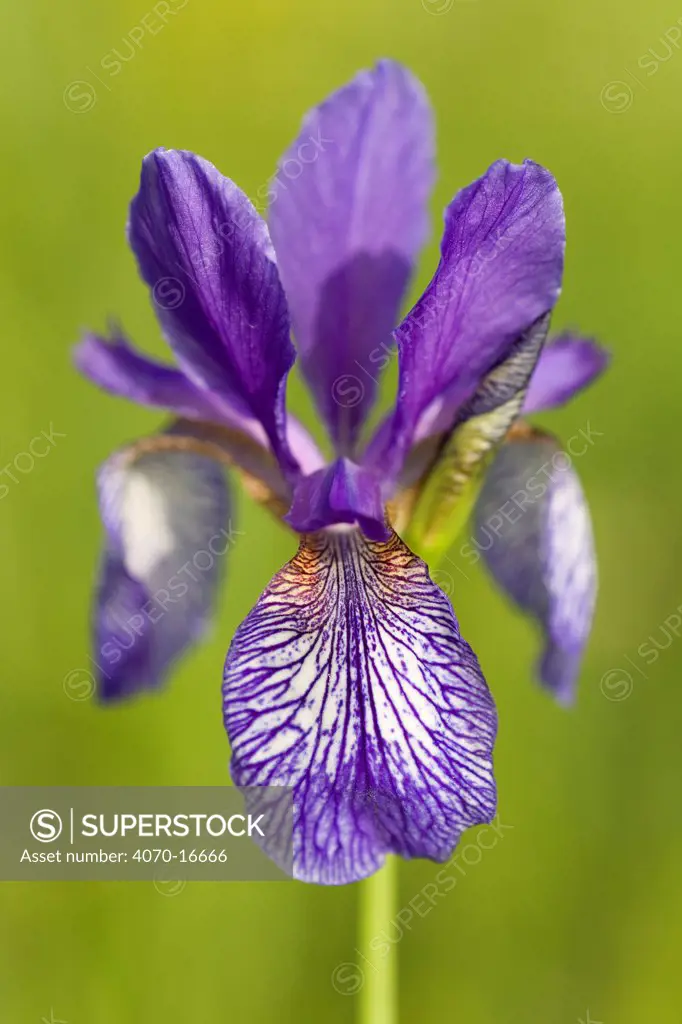 Siberian iris (Iris sibirica) flower, Europe