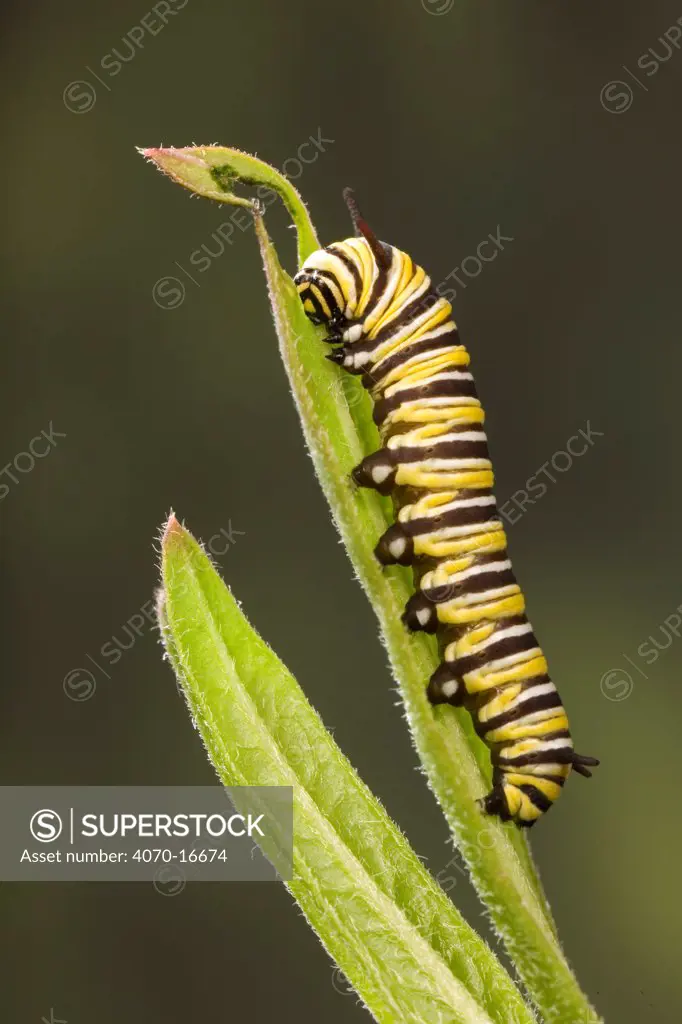 Caterpillar larva of Monarch butterfly (Danaus plexippus) on Milkweed leaf (Asclepias sp), USA