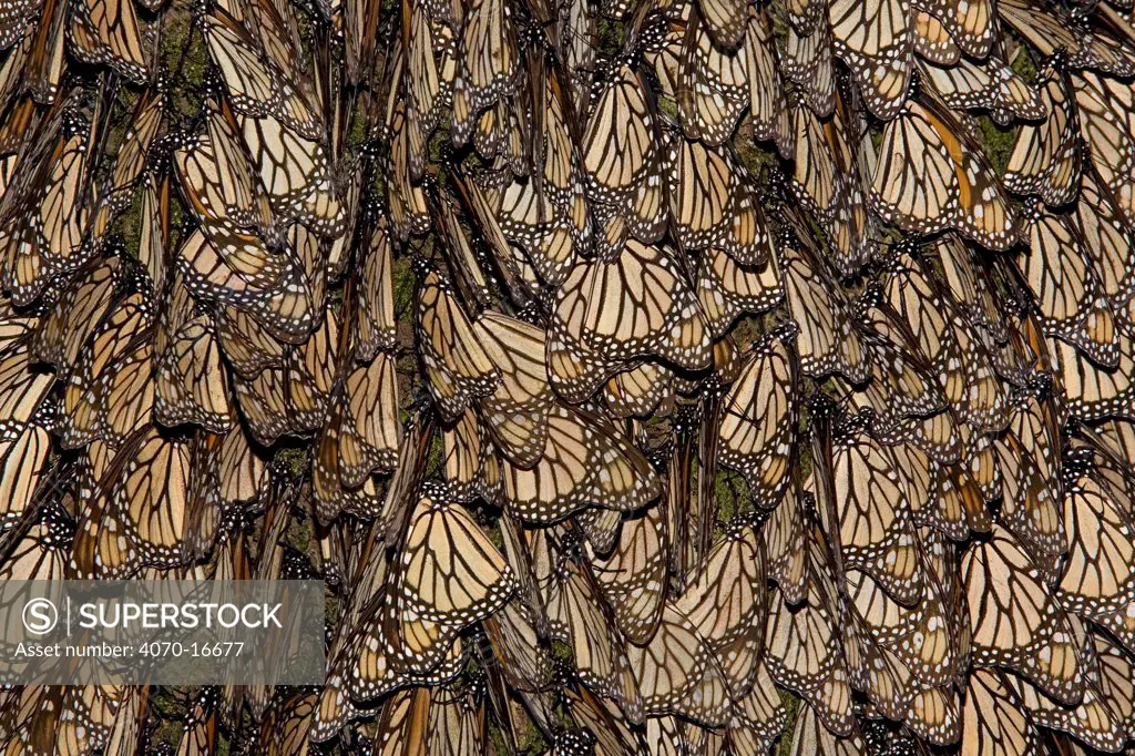 Monarch butterflies (Danaus plexippus) covering tree trunk, early morning, overwintering colony, Michoacan, Mexico