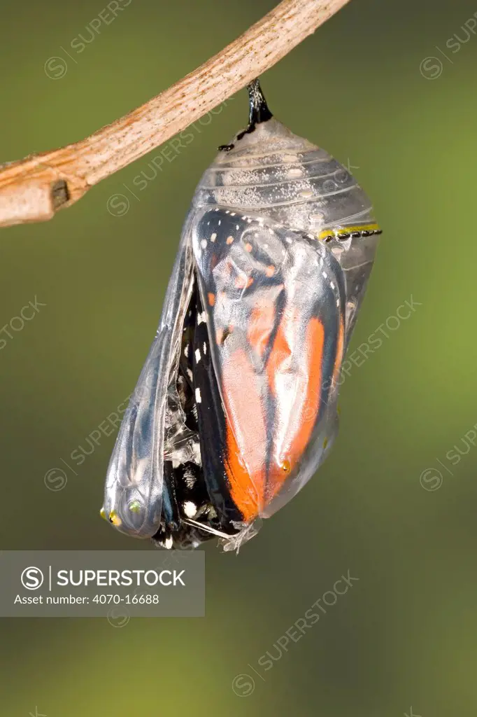 Monarch butterfly (Danaus plexippus) emerging from its pupa, USA, Sequence 2/8