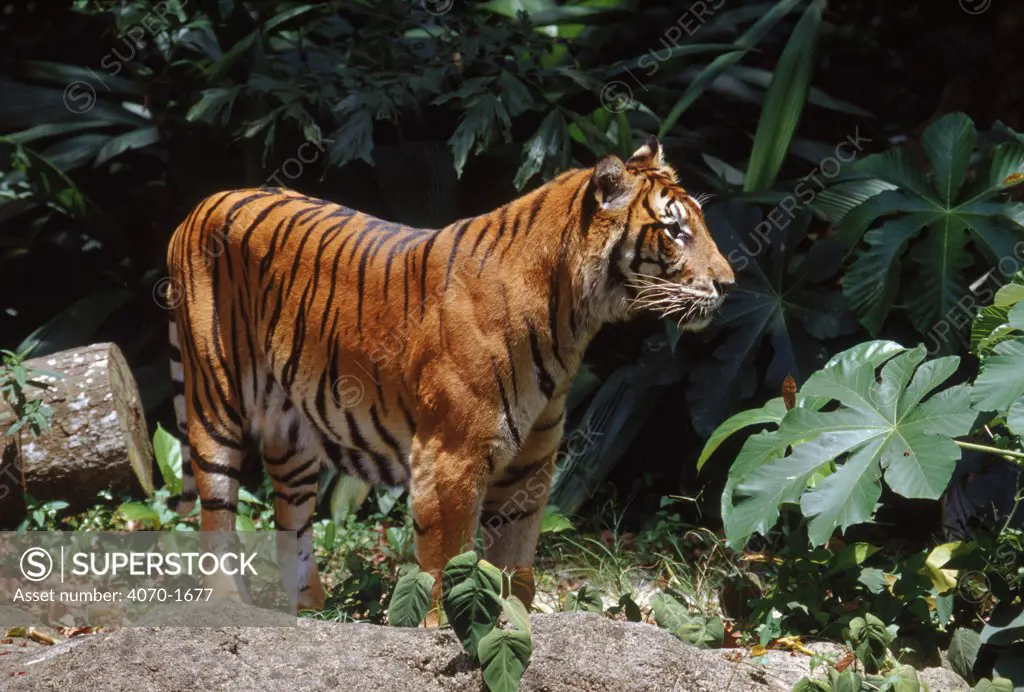 Sumatran tiger, native to SE Asia