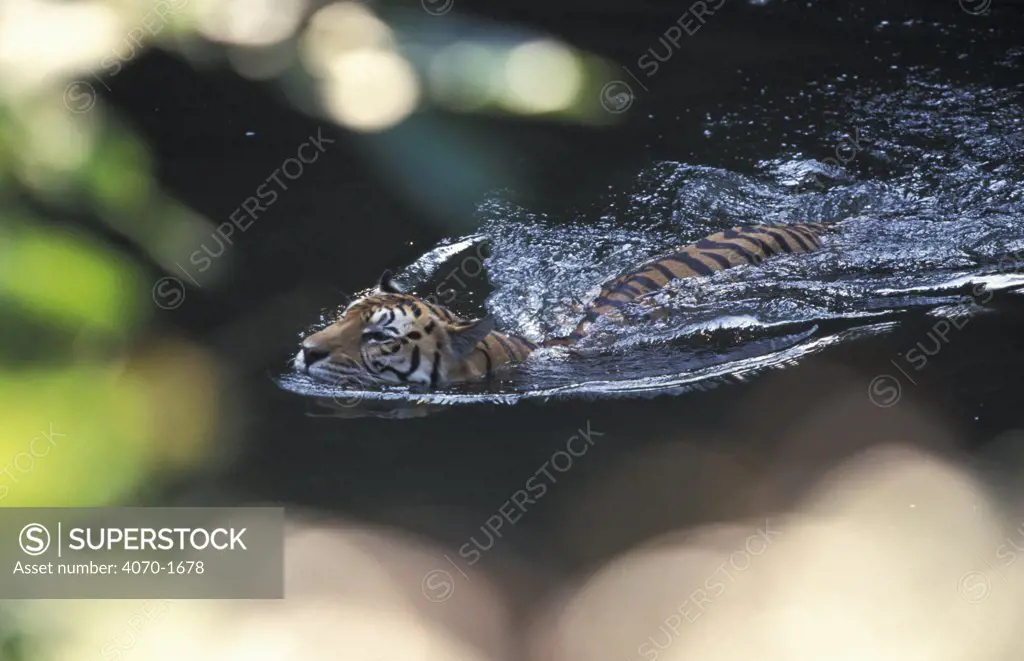Sumatran tiger swimming Panthera tigris sumatrae} captive, occurrs SE Asia