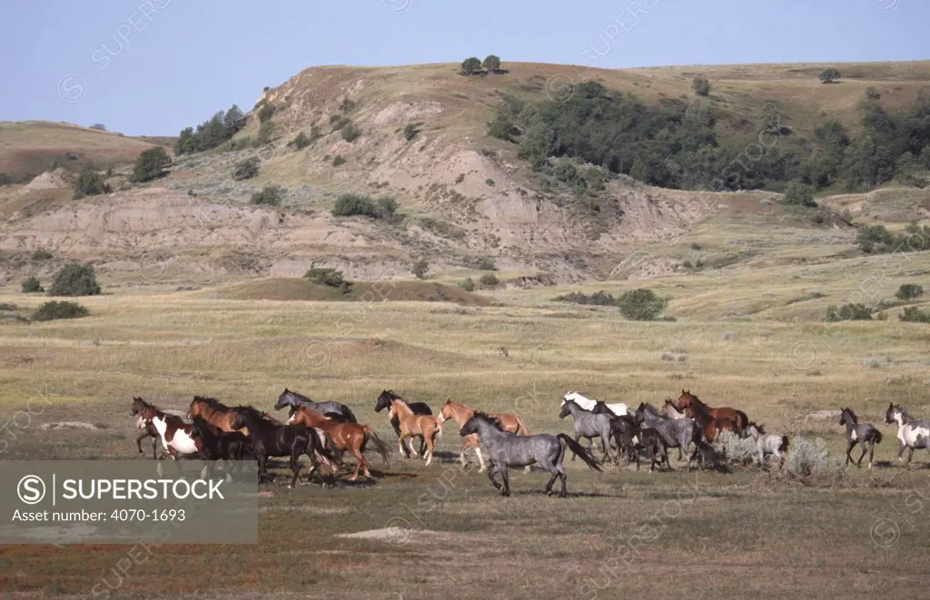 Mustangs crossing prairie Equus caballus} Badlands NP, North Dakota, USA