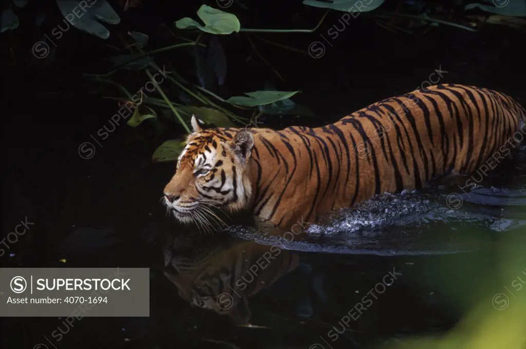 Sumatran tiger in water, native to SE Asia 