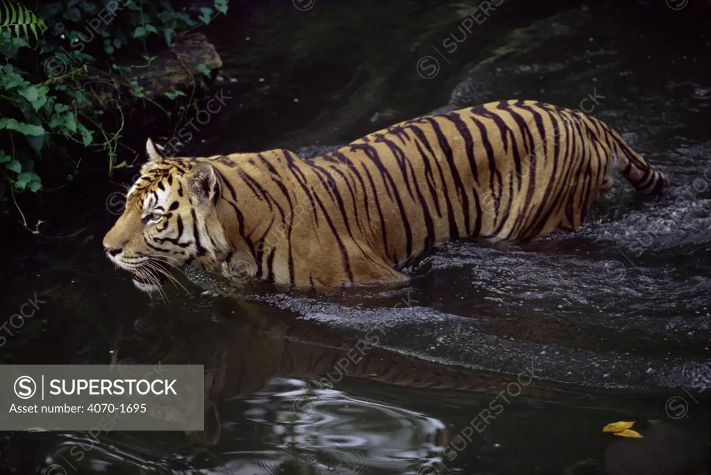 Sumatran tiger in water Panthera tigris sumatrae}, captive, occurs SE Asia