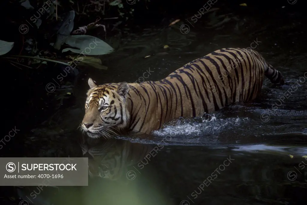 Sumatran tiger in water Panthera tigris sumatrae} Singapore zoo (captive)
