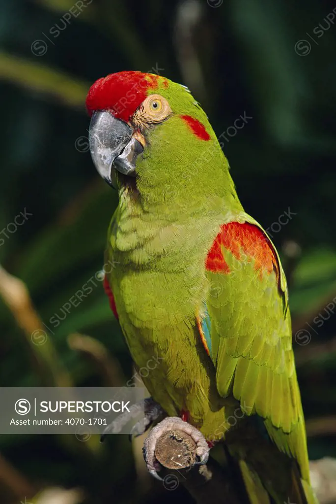 Red fronted macaw portrait Ara rubrogenys} Endangered species, captive