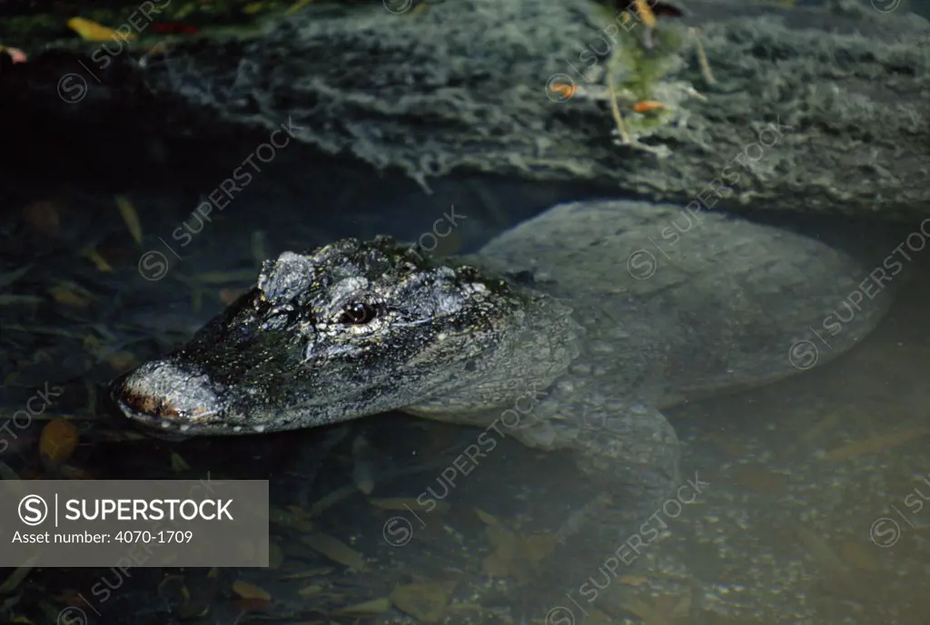 Chinese alligator Alligator sinensis} Critically Endangered species