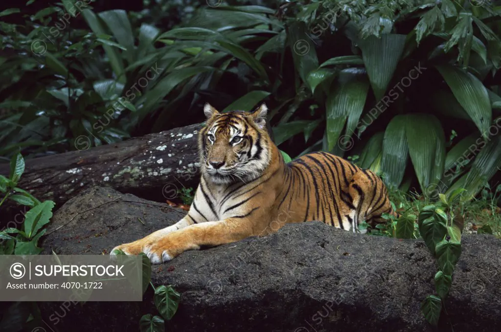 Sumatran tiger Panthera tigris sumatrae} captive. 