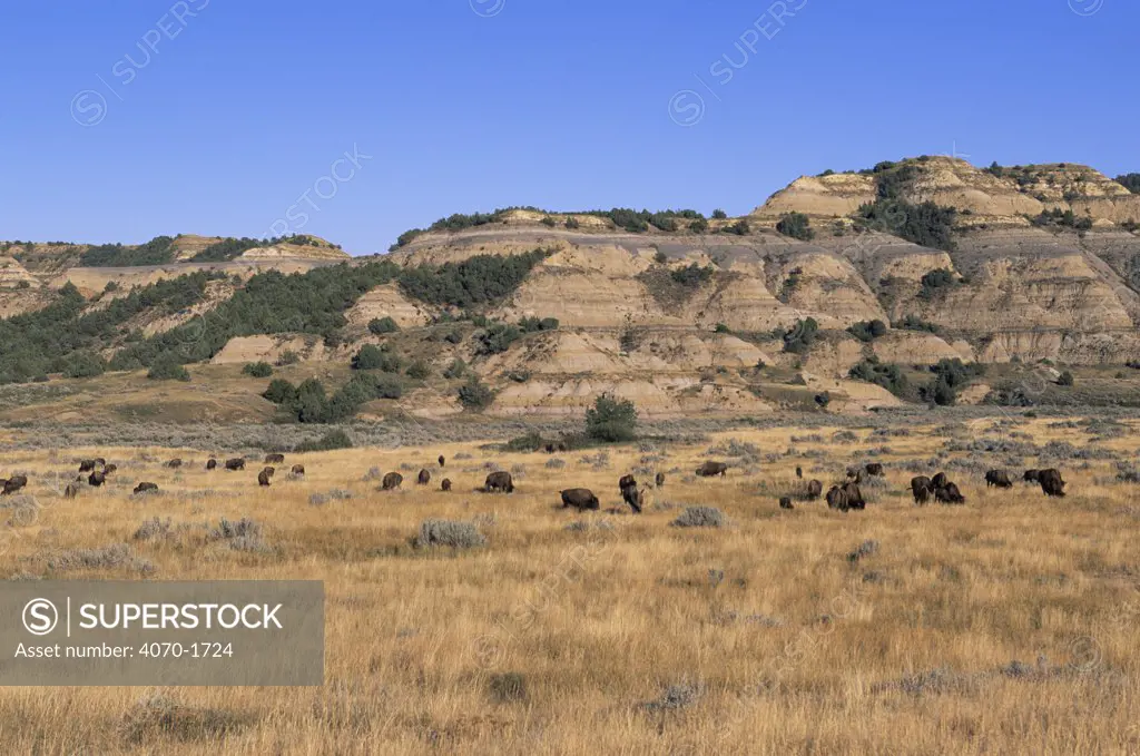 Bison grazing on plains Bison bison} Badlands NP, North Dakota, USA