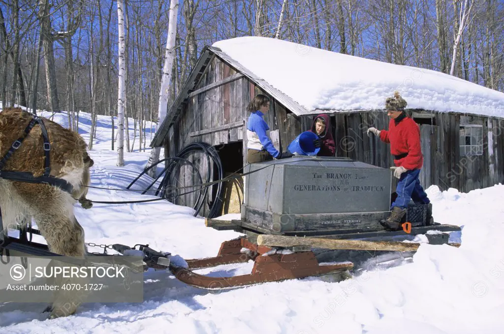 Pouring sap water from Maple trees into tank for Maple syrup production, Vermont, USA