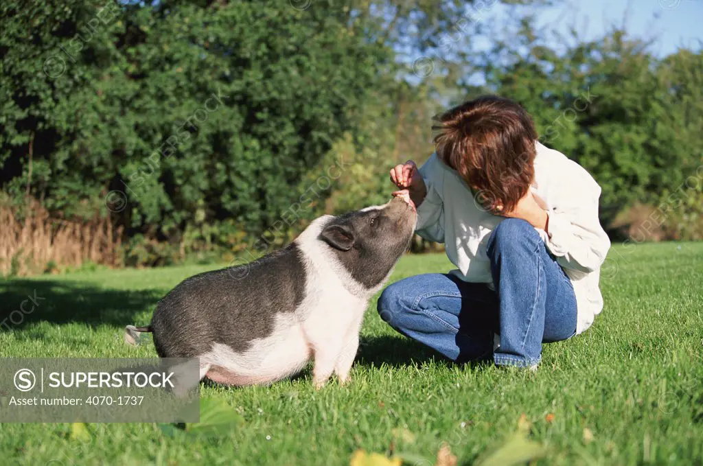 Pot bellied pig with owner Sus scrofa domestica}