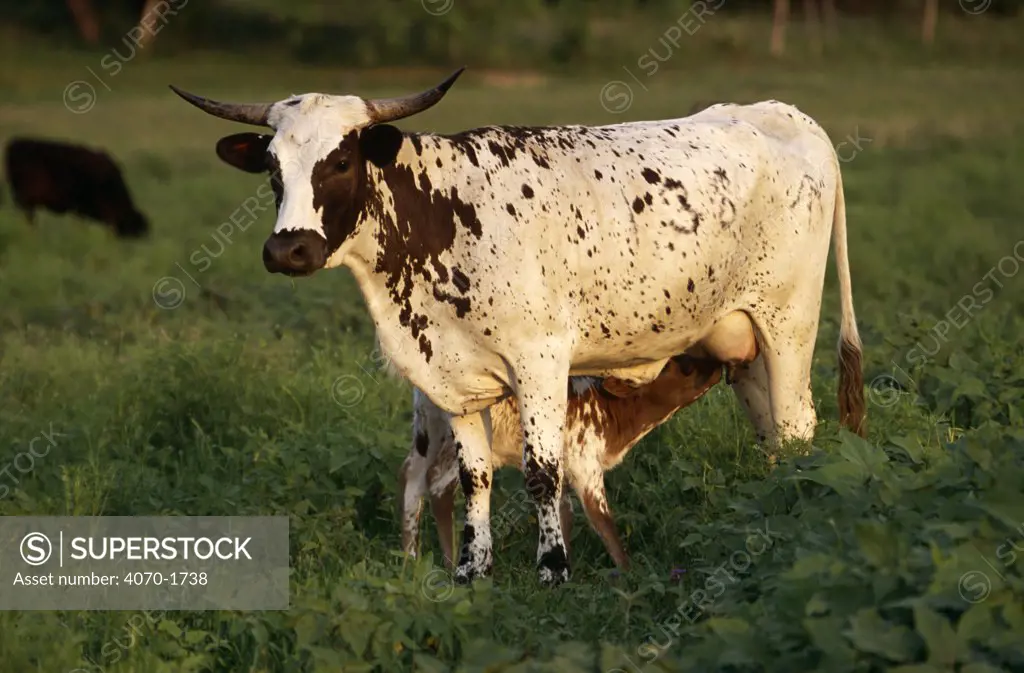 Texas longhorn suckling calf Bos taurus}, Texas Hill Country, USA