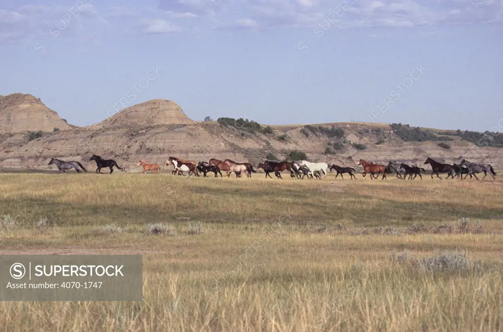 American wild horses Mustangs Equus caballus} on South Dakota Plains, USA, 1999
