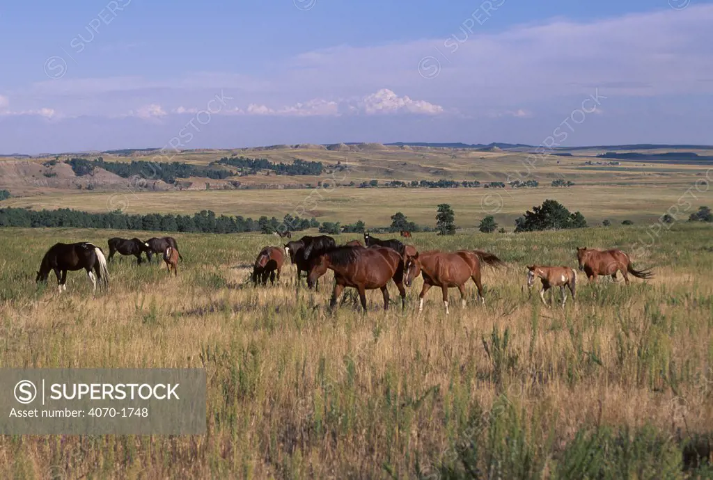 American wild horses / Mustangs Equus caballus} on North Dakota Badlands USA 1999
