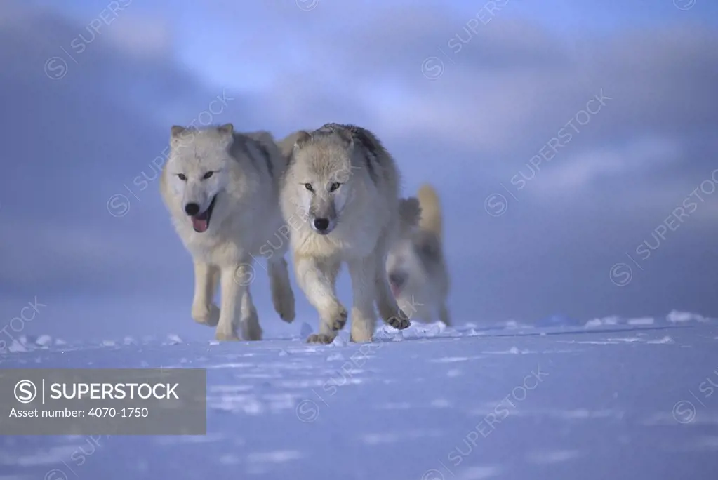 Arctic / Grey wolves Canis lupus arctos} captive Alaska USA