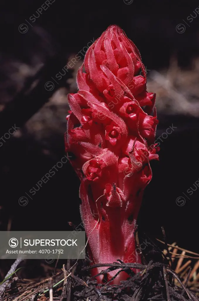 Snow plant Sarcodes sanguinea} Sierra Mtns, CA, USA. Parasitic
