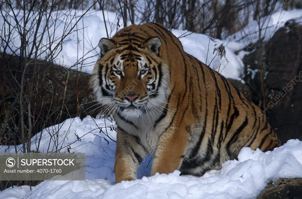 Siberian tiger in snow Panthera tigris altaica} Captive