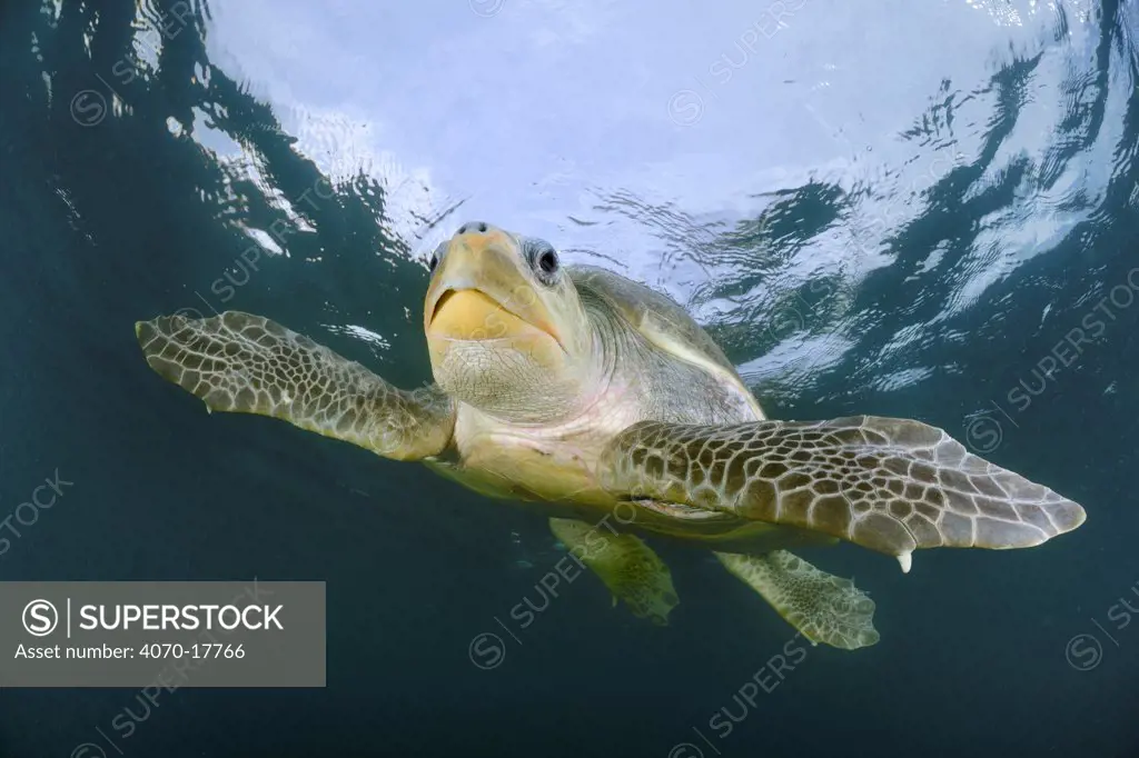 Female Olive ridley sea turtle (Lepidochelys olivacea) swimming from the open ocean towards the beach of Ostional, Costa Rica, Pacific Ocean to lay its eggs in the warm sand, November