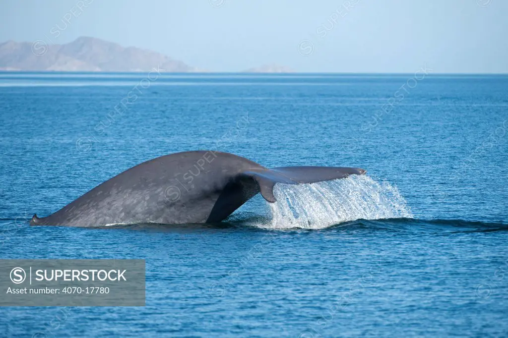 Blue whale (Balaenoptera musculus) fluking / diving, Endangered species, Sea of Cortez, Baja California, Mexico