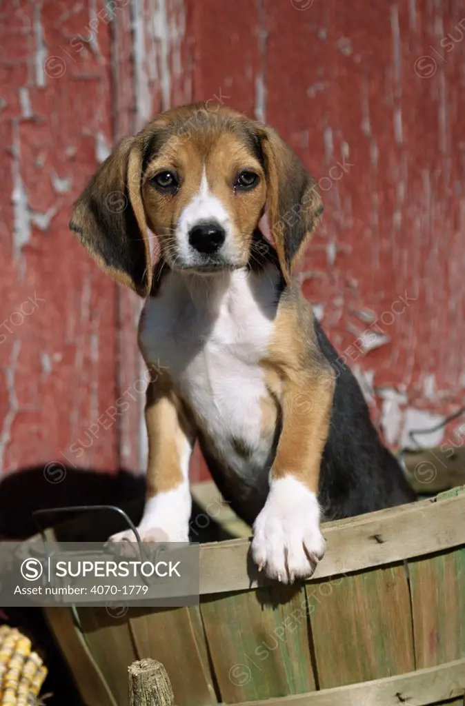 Beagle dog puppy Canis familiaris}