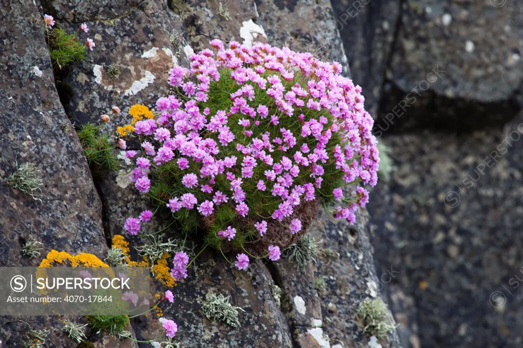 Thrift (Armeria maritima) flowering on cliff face. Isle of Staffa, Inner Hebrides, Scotland, UK. June 2010.