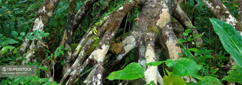 Branching aerial roots of tree in tropical rainforest, Masoala Peninsula National Park, NE Madagascar.