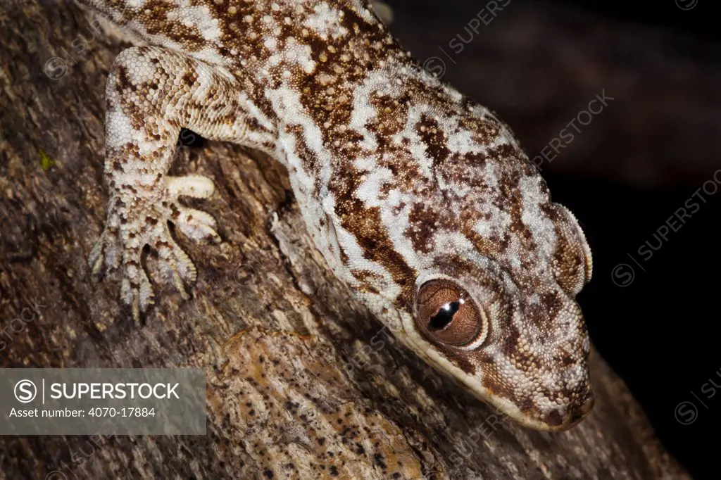 Grandidier's velvet gecko Blaesodactylus sakalava} on tree trunk at night, Madagascar