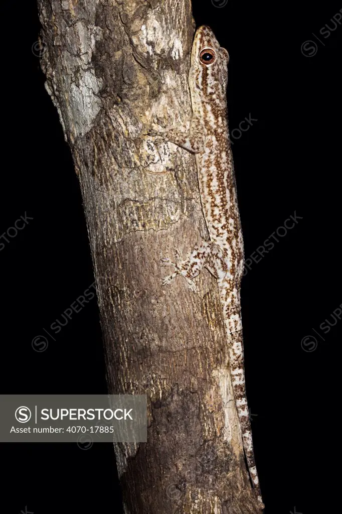 Grandidier's velvet gecko Blaesodactylus sakalava} on tree trunk at night, Madagascar