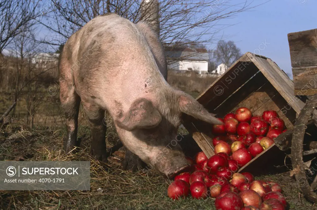 Mixed-breed domestic pig feeding on apples Sus scrofa domestica} USA