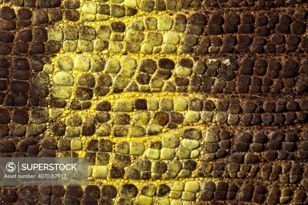 Close up of skin of Parson's chameleon Calumma parsonii} showing scales and dark brown colouration. Tropical rainforest, Masoala Peninsula National Park, north east Madagascar.