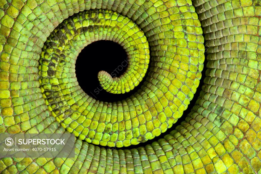 Close up of coiled tail of Parson's chameleon Calumma parsonii} showing scales and strong green colouration. Tropical rainforest, Masoala Peninsula National Park, north east Madagascar.