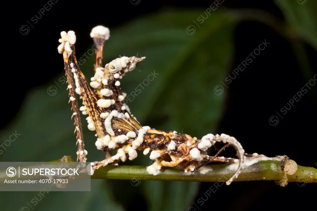 Entomopathogenic fungus covering its deceased host, a tropical grasshopper Acrididae}, which is still clinging to the plant stem on which it died. tropical rainforest, Andasibe-Mantadia NP, Madagascar.