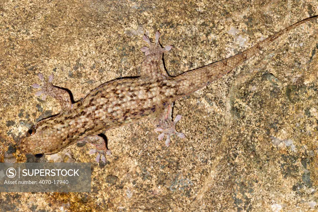 Fish Scale Gecko Geckolepis maculata} camouflaged on stone, Masoala Peninsula National Park, north east Madagascar.