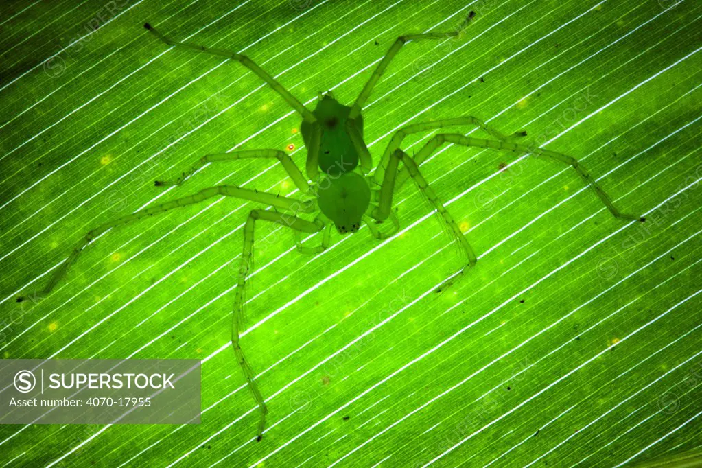 Green Huntsman Spider Sparassidae} on leaf in tropical rainforest, Masoala Peninsula National Park, north east Madagascar.
