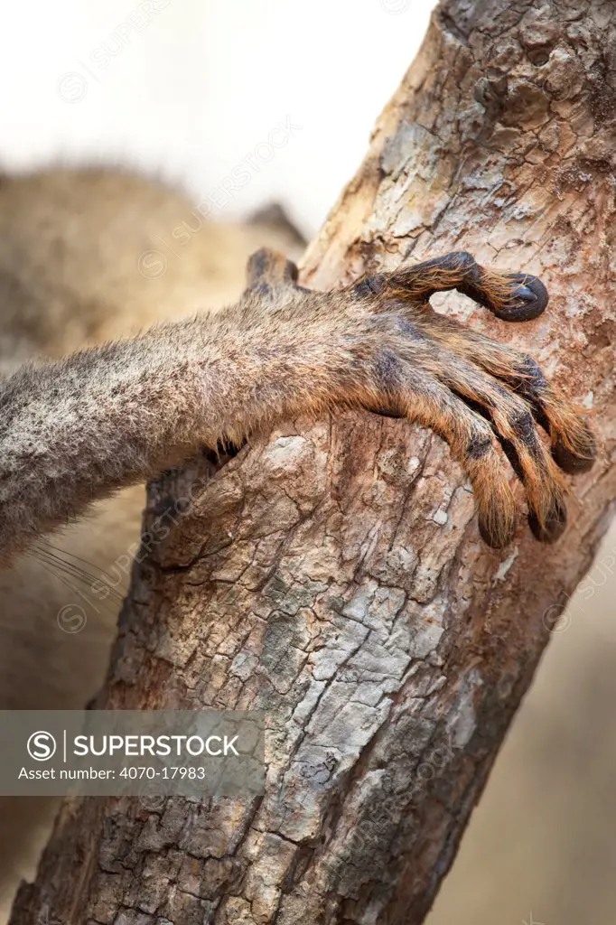 Close up of fore foot of Red fronted brown lemur Lemur fulvus rufus}, Kirindy forest, West Madagascar