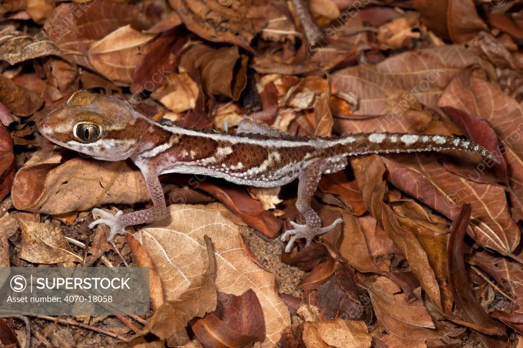 Big eyed / headed gecko Paroedura pictus} on forest floor. Dry deciduous forest, Kirindy Forest, Western Madagascar. October