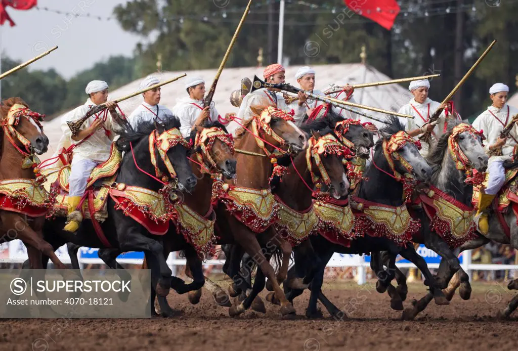 Traditionally dressed Berber warriors, mounted on Barb and Arab Barb horses, gallop in formation ready to fight during the Fantasia in Dar Es Salam, Morocco, June 2010