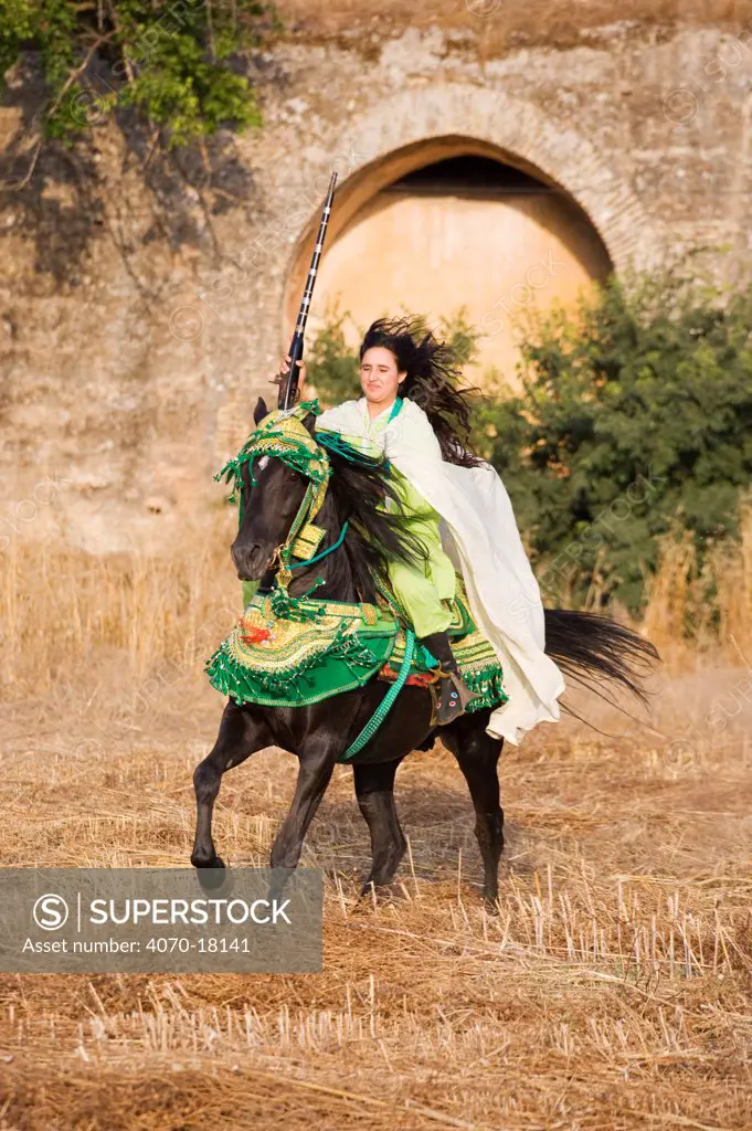 A young Berber woman rides a black Arab Barb stallion in Morocco. Both are dressed in traditional costume for the Fantasia. Model Released, June 2010