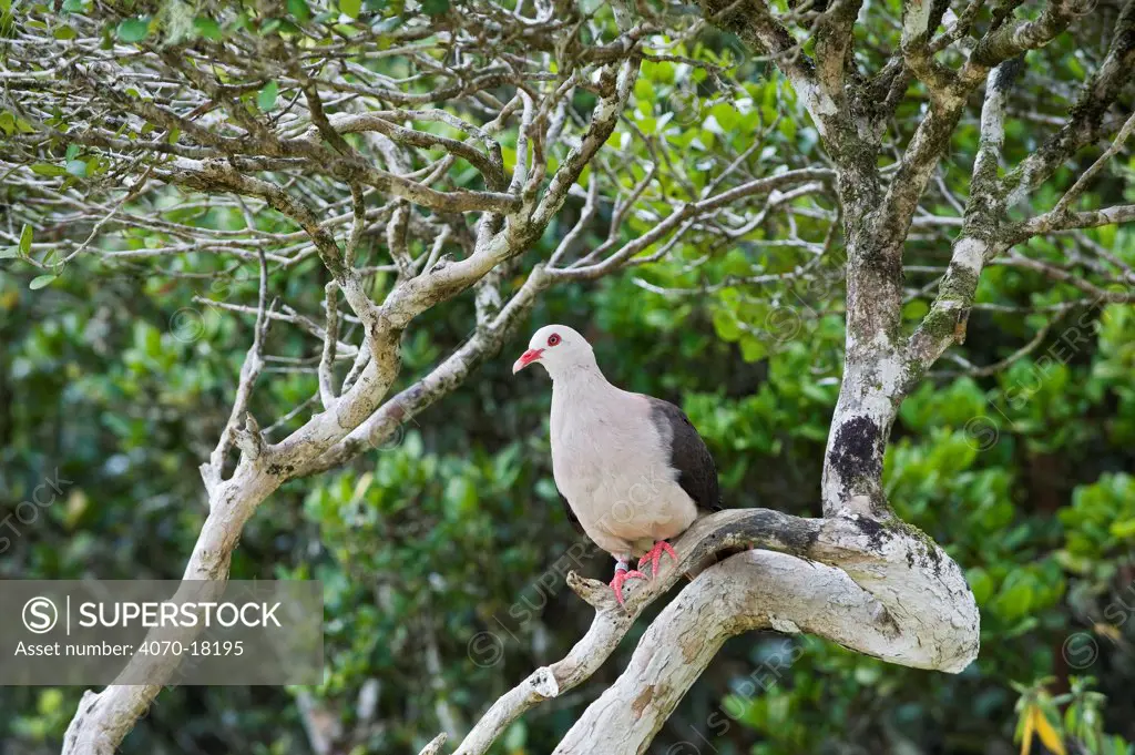 Pink pigeon (Columba / Nesoenas mayeri) threatened / endangered species, Black River Gorges, Mauritius, Indian Ocean, wild