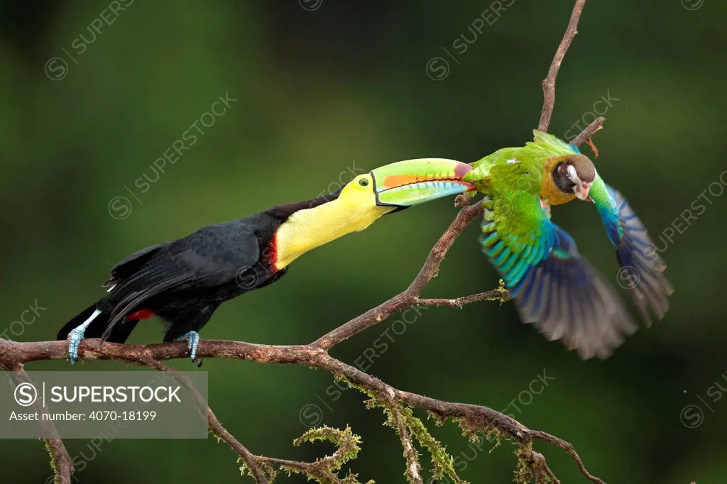Keel-billed Toucan (Ramphastos sulfuratus) attacking a Brown-hooded Parrot (Pionopsitta haematotis) Laguna del Lagarto, Santa Rita, Costa Rica