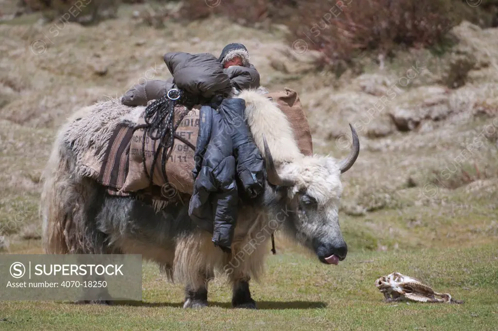 Domestic Yak (Bos grunniens) with luggage and human baby on its back, between Tsomoriri and Tso Kar, Ladakh, India, June 2010